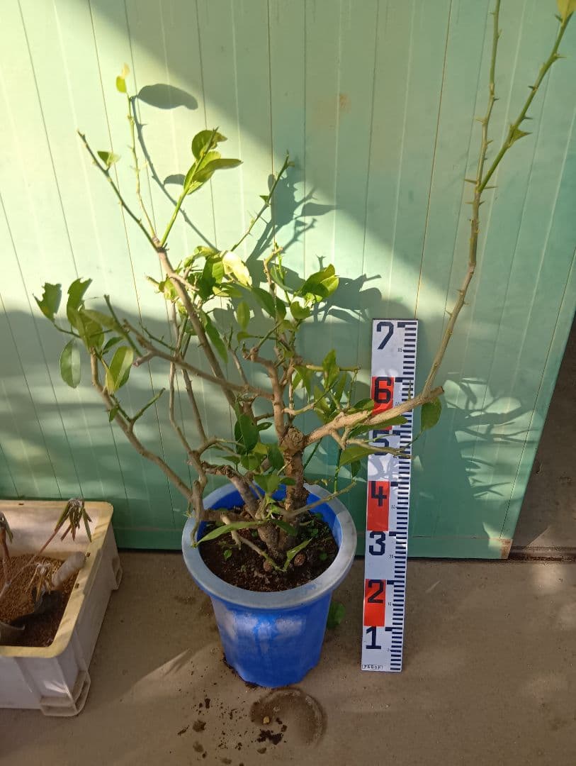 仏手柑（高さ70くらい） 楽天市場】みかん 苗木 【 仏手柑 （ぶっしゅかん） 】 1年生 接ぎ木