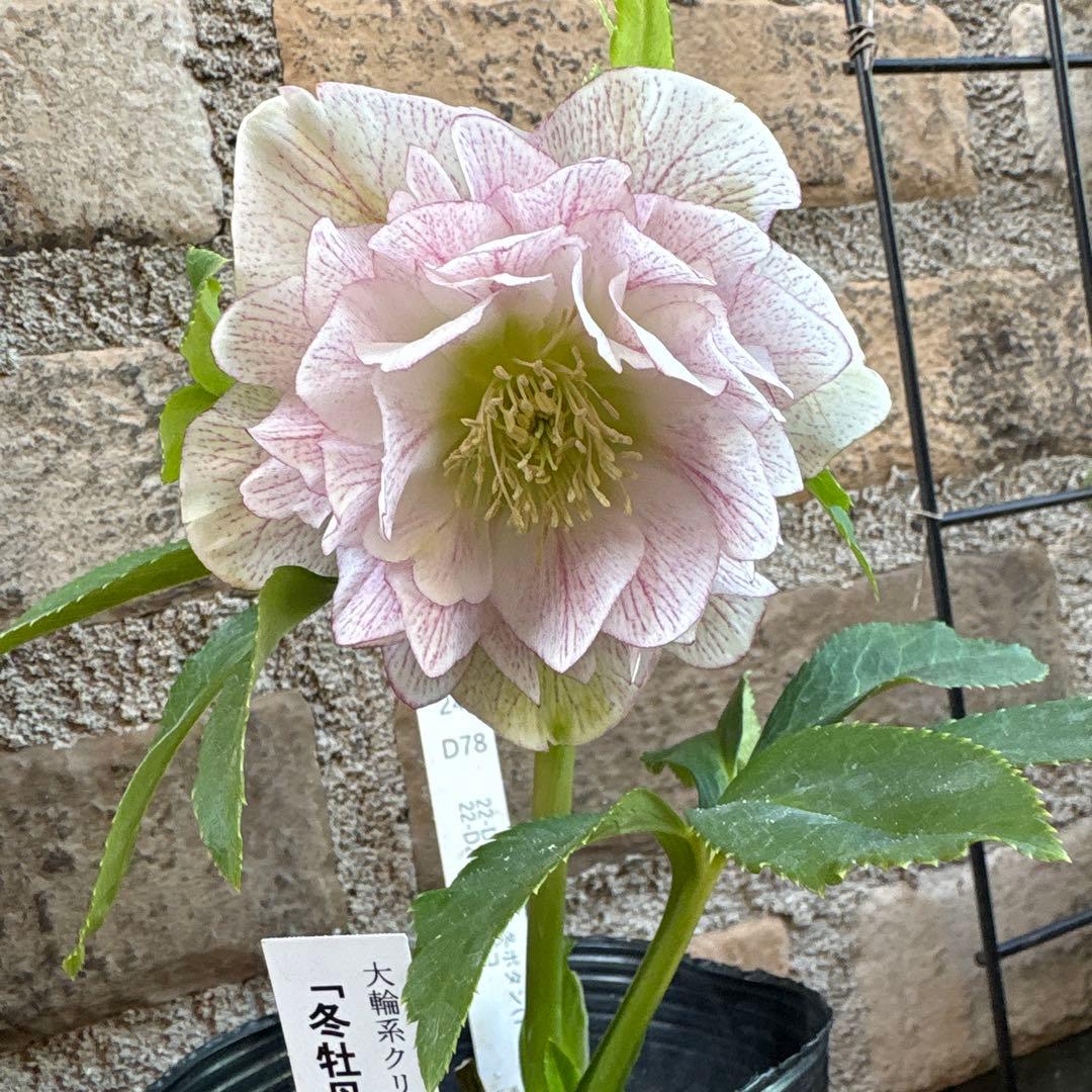 クリスマスローズ大輪系・冬牡丹 曽田園芸さんクリスマスローズ 「金色冬牡丹」入荷いたしました