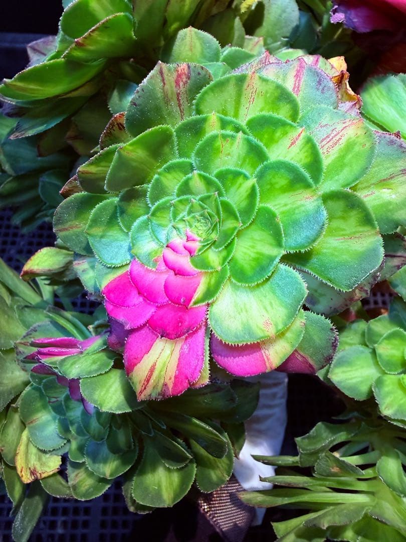 新入荷 超希少品種 知緋錦 (古株群生) 法師錦 観葉植物 35cm超大品