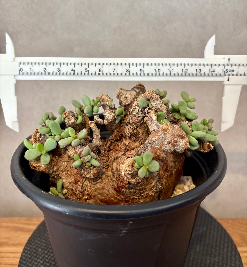 【期間限定セール　大株】ケラリア　ピグマエア　現地球 現品限り】ケラリア・ピグマエア 現地株 大株【Z45】 Ceraria pygmaea