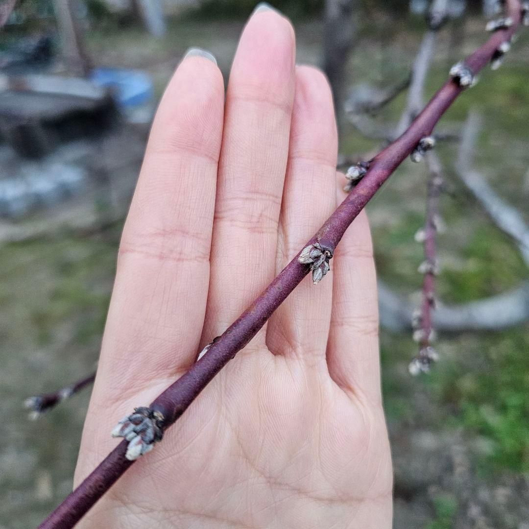 nnnshimizu様専用】色々な穂木栽培 挿し木 苗木に♪ - メルカリ