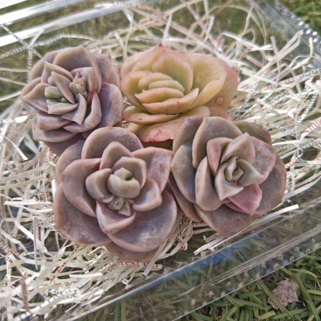 さとぴです♪ラブリーローズ10カット×6セット　速達発送 ラブリーローズ☆ – 多肉植物の通販・販売サイト tawawa