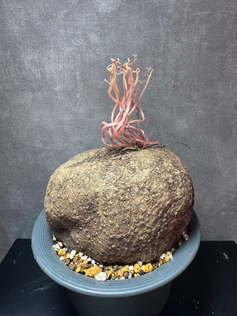 超特大/美株】ステファニア・ベノサ 塊根幅15cm 発根済 コーデックス