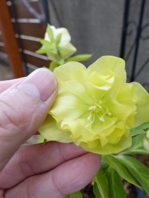 sale!!】 加藤農園 dd グロッシーカラー☆ イエロー - クリスマス